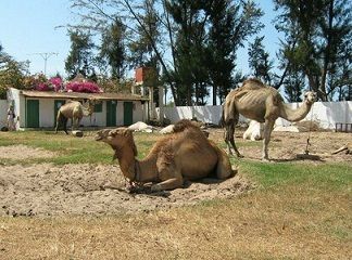 excursie Camel safari